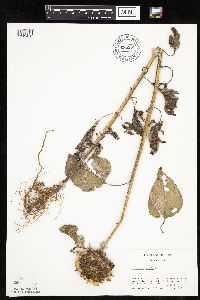 Helianthus annuus image