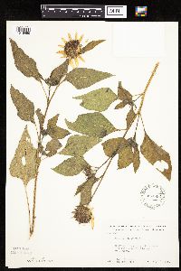 Helianthus annuus image