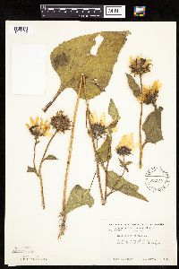 Helianthus annuus image