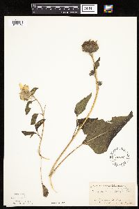 Helianthus annuus image