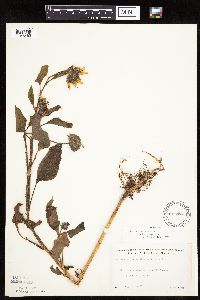 Helianthus annuus image