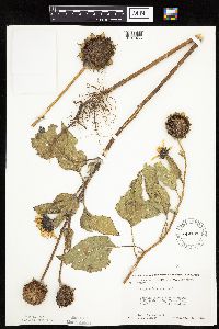 Helianthus annuus image