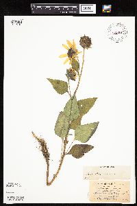 Helianthus annuus image
