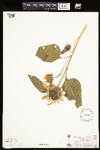 Helianthus annuus image