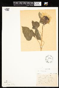 Helianthus annuus image