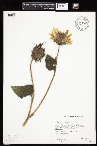 Helianthus annuus image