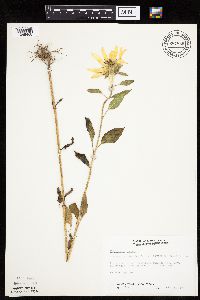 Helianthus annuus image
