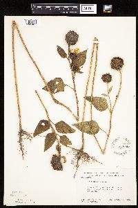 Helianthus annuus image