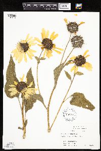 Helianthus annuus image