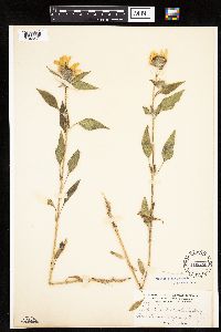 Helianthus annuus image