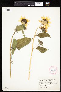Helianthus annuus image