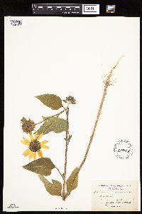 Helianthus annuus image