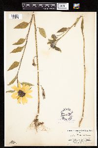 Helianthus annuus image