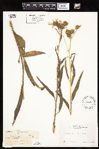 Image of Helianthus californicus