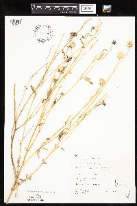Image of Helianthus deserticola