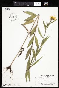 Helianthus nuttallii image