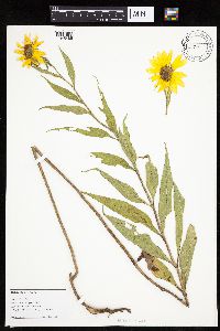 Helianthus nuttallii image