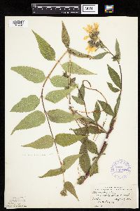 thumbnail image of current specimen