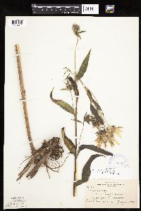 thumbnail image of current specimen