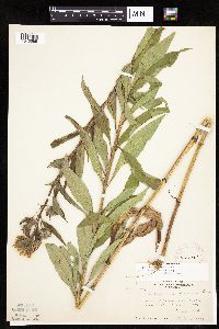 thumbnail image of current specimen