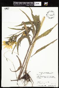 thumbnail image of current specimen