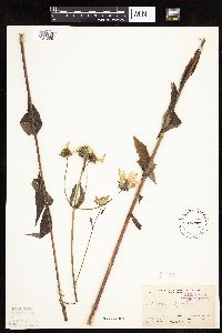 thumbnail image of current specimen