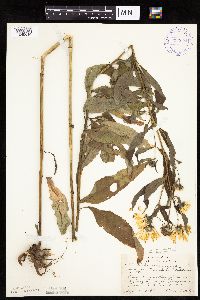 thumbnail image of current specimen
