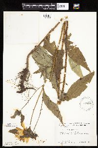 thumbnail image of current specimen