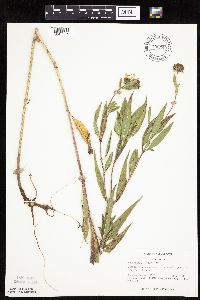 thumbnail image of current specimen