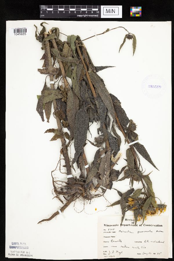 Helianthus grosseserratus image