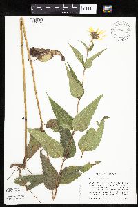 Helianthus hirsutus image