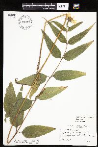 Helianthus hirsutus image