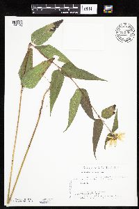 Helianthus hirsutus image