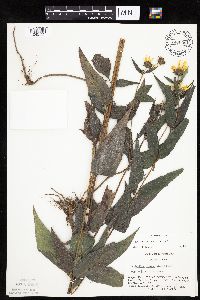 Helianthus hirsutus image