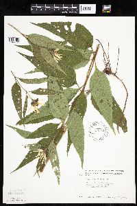 Helianthus hirsutus image