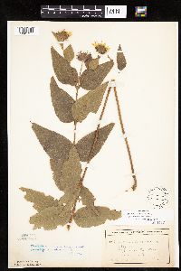Helianthus hirsutus image