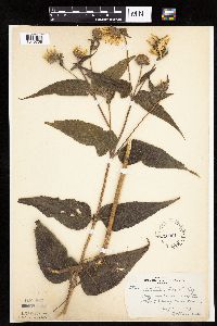 Helianthus hirsutus image