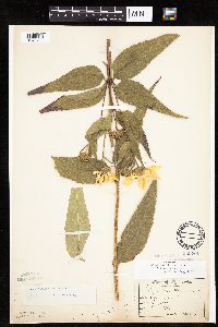 Helianthus hirsutus image