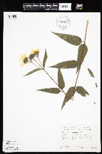 Helianthus hirsutus image