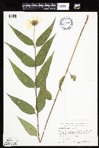 Helianthus hirsutus image