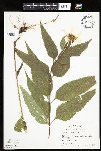 Helianthus hirsutus image