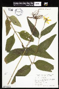 Helianthus hirsutus image