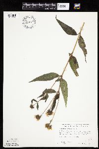 Helianthus hirsutus image