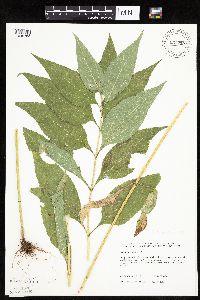 thumbnail image of current specimen