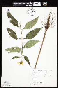 Helianthus hirsutus image
