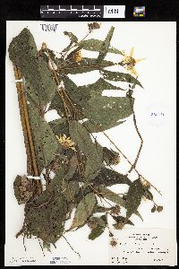 Helianthus hirsutus image