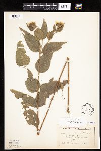Helianthus hirsutus image