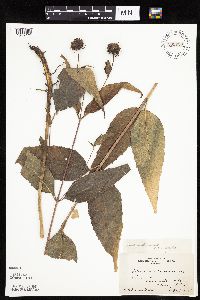 Helianthus hirsutus image