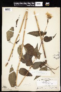 Helianthus hirsutus image