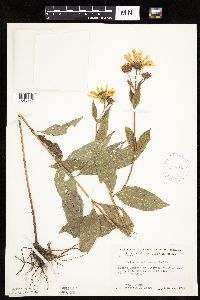 Helianthus hirsutus image